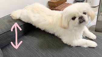 ペキニーズ Youtube ペキニーズ Youtube