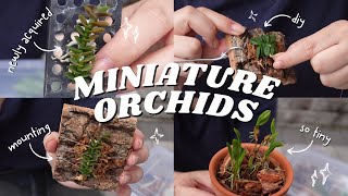 Mounting My New Cute Mini Orchids, DIY Cork Bark Mount, Orchid Repot Session