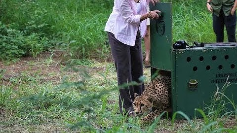 HESC releases a Cheetah in a Wilderness Reserve