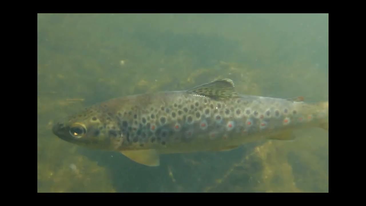 Brown Trout Fly fishing on the River Aln, Northumberland