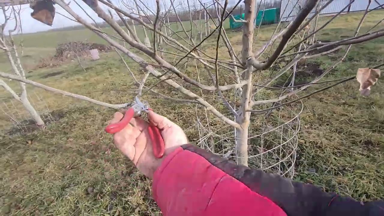 Осенняя обрезка яблони.