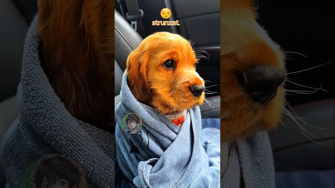 🐶 Vita da cani (PARTE 9)