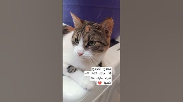 تلاوة عطرة تقشعر منها الأبدان راحة نفسية القرآن الكريم