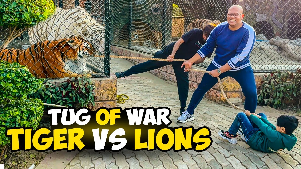 Played Tug of War with Lion🦁Shaer Ne Pura Zor Laga Dia💪Welcoming Our Honorable Guest🤝BT Farm Stories