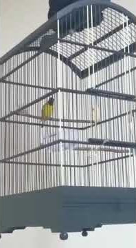Black hooded yellow siskin Budi Figo Samarinda 2