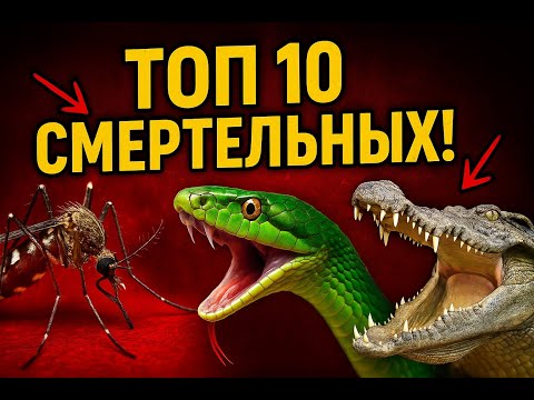 ТОП 10 🐍 Самых Опасных Животных — Кто Убивает Больше Людей!
