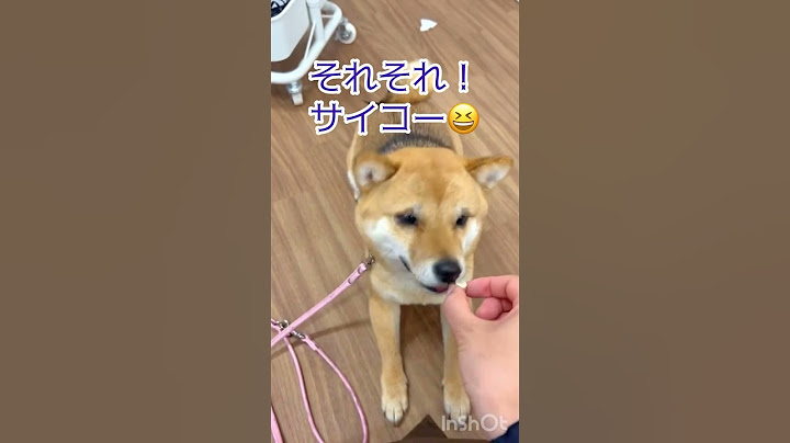 ご褒美ちょうだい🐕 #mameshiba #柴犬 #shibadog #shibainu #可愛い #豆柴 #犬のいる暮らし #癒し