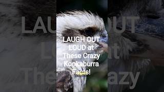 LAUGH OUT LOUD at These Crazy Kookaburra Facts!