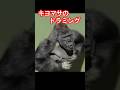Kiyomasa's drumming【東山動物園ゴリラ】 #gorilla #higashiyama