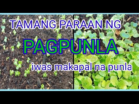 Video: Ang Pinakamahusay Na Paraan Upang Mapalago Ang Mga Punla