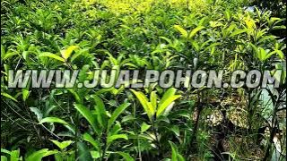 Harga Promo Bibit Sawo Jumbo Kualitas Unggul Mudah Berbuah