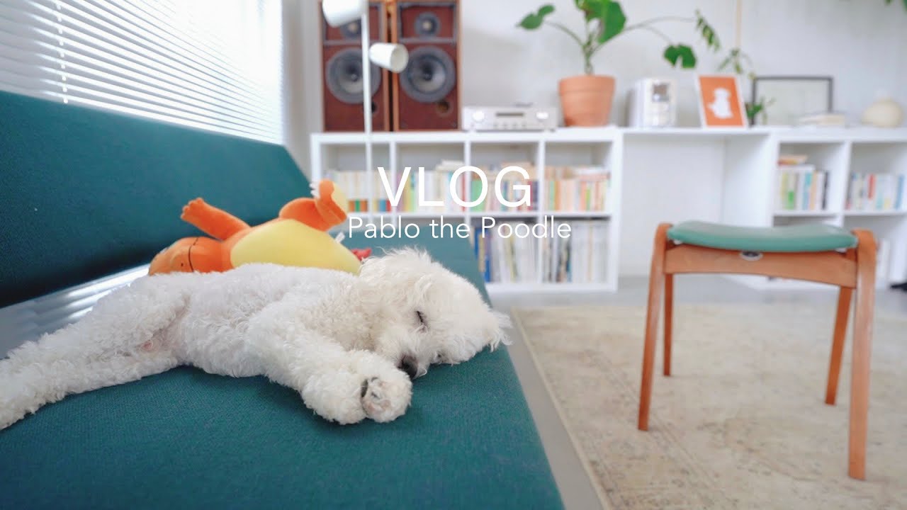 VLOG : Мирный день для милого пуделя