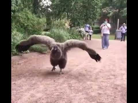 Andean Condor Vulture