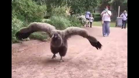 Andean Condor Vulture