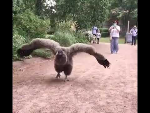 Condor flies to Argentina to thank man who nursed him back to health -  YouTube