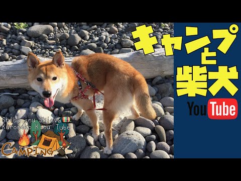 【柴犬キャンプ・柴犬と猫動画】⛺️北海道キャンプ ペットOK・柴犬の北海道キャンプ・柴犬と猫一緒にキャンプへお出かけ!Camping with a dog and cat in Japan