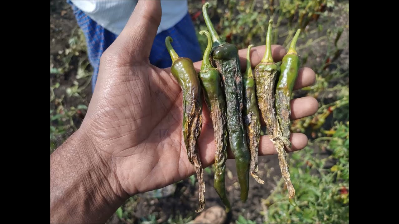 chilli disease 2021 YouTube
