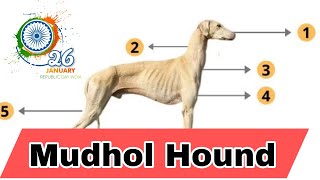 Mudhol Hound-The Cutest Dog in the World #mudholhound #sighthound #indiandogbreed #security #petking