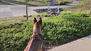 Belgian Malinois x GSD reacts to Coyote