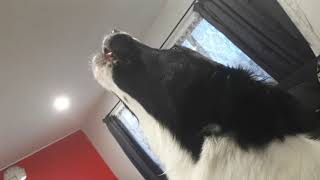 Dog howls on alarm tone screenshot 4