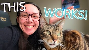 Transition your cat from kibble to raw (complete guide)