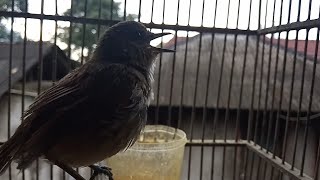 CING COANG COKLAT GACOR RIBUT DI PAGI HARI
