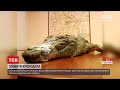 Новини України: на Арабатській стрілці відловили крокодила, що втік від господарів