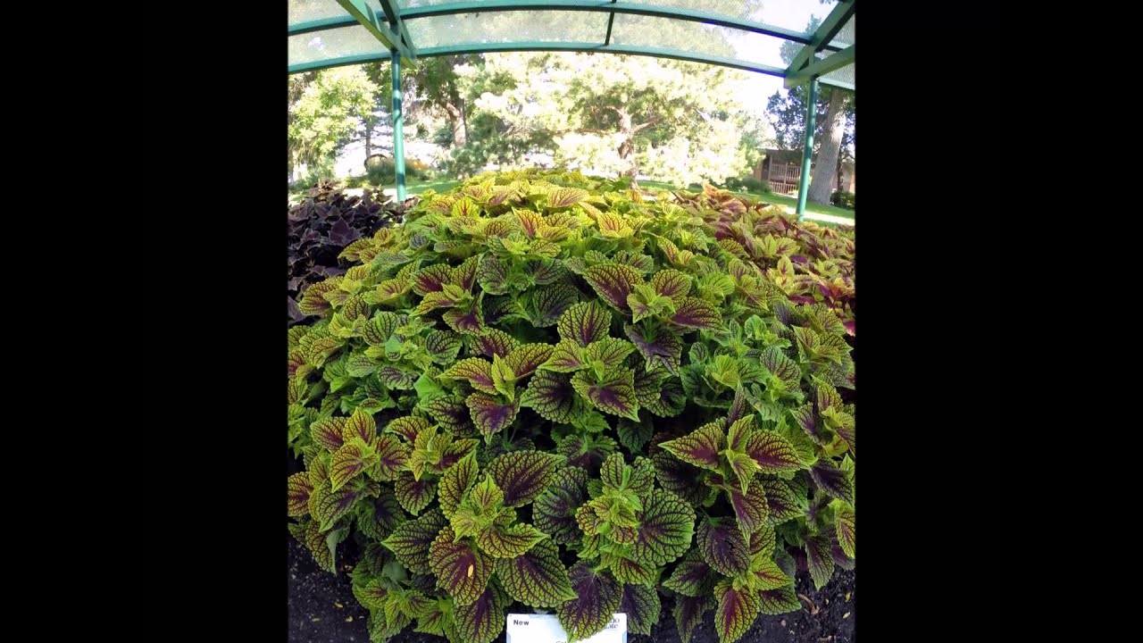 CSU annual flower trial garden