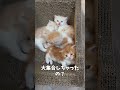 赤ちゃん子猫たちが全員お風呂場に集合しました【ミヌエット】#Shorts