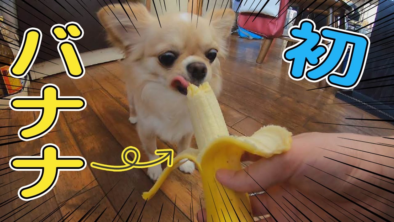 【犬 Vlog】子犬チワワが初めてバナナを食べる姿がこちら YouTube