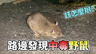 【維鼠日記】路邊發現中毒野鼠我該怎麼辦【維特】#26 Found poisoned ratDo you know how to do it