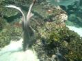 Bamboo Sharks Mating