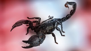 Medical Applications Of Scorpion Venom