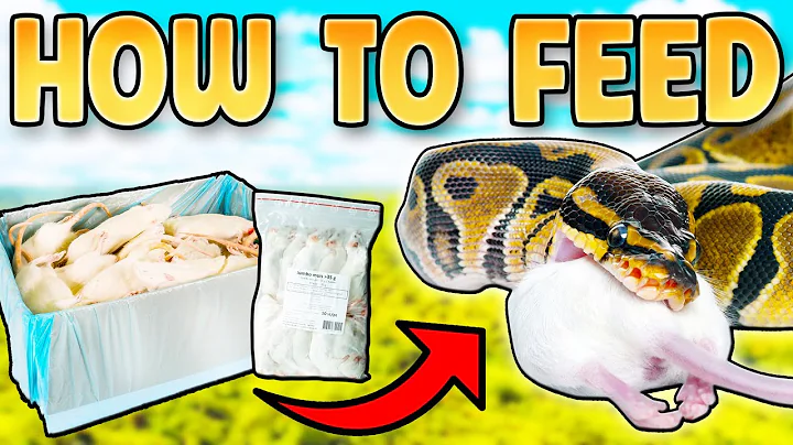 How to Feed a Ball Python: How To Feed a Ball Python Frozen Mice & Rats