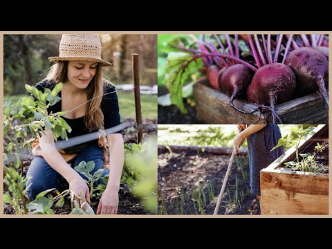 Video: Wie man einen Gemüsegarten im südlichen Herbst pflanzt