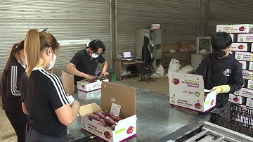 Truy xuất nguồn gốc nông sản Lâm Đồng #LamdongTV #LTV #LamDong #tintuc