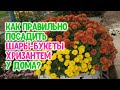 Как же правильно посадить шары-букеты хризантем мультифлоры?