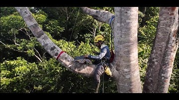 Huawei x Rainforest Connection in Colombia