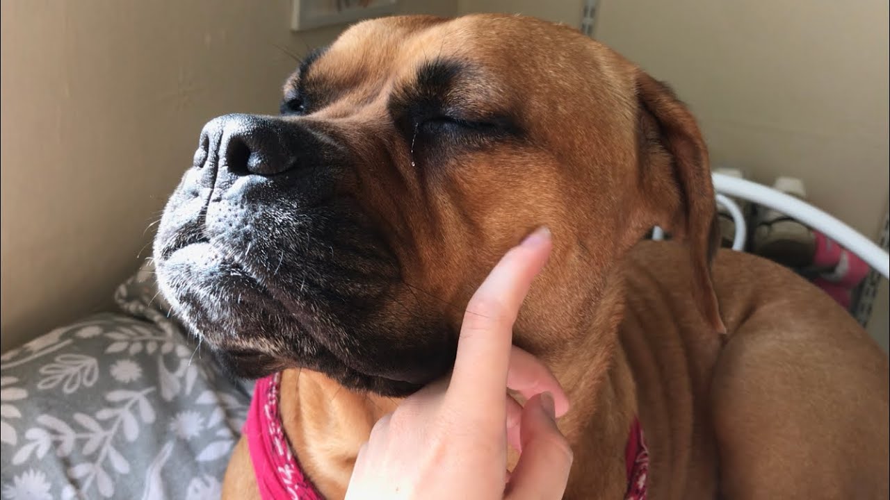 ASMR Tapping, scratching, tracing on my dog 🐕 with mouth sounds