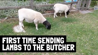 A firsttimer's perspective to sending lambs to the butcher [and what I'm doing different next time]