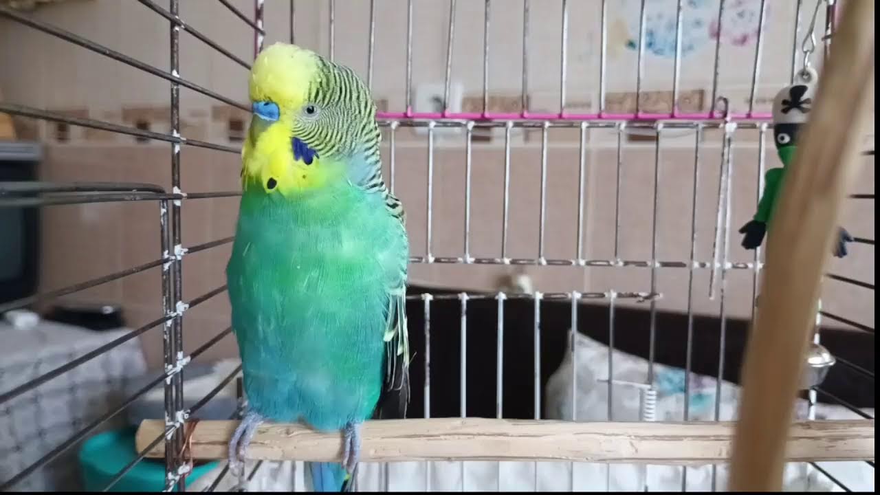 Happy Budgie - budgie sounds, budgies singing, - Kuşunuzun Kalbine Giden Kestirme