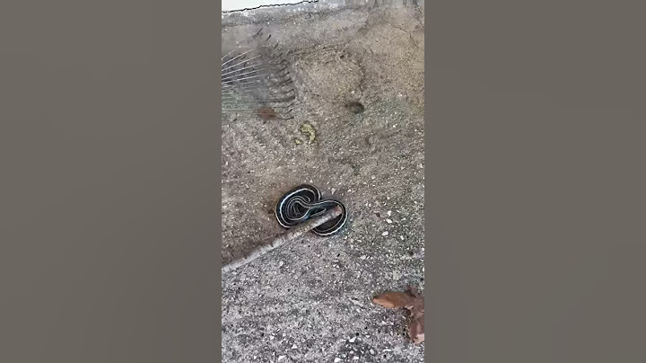 Παράξενο φίδι σε αυλή στα Ιωάννινα-Ελλάδα (δηλητήριο)