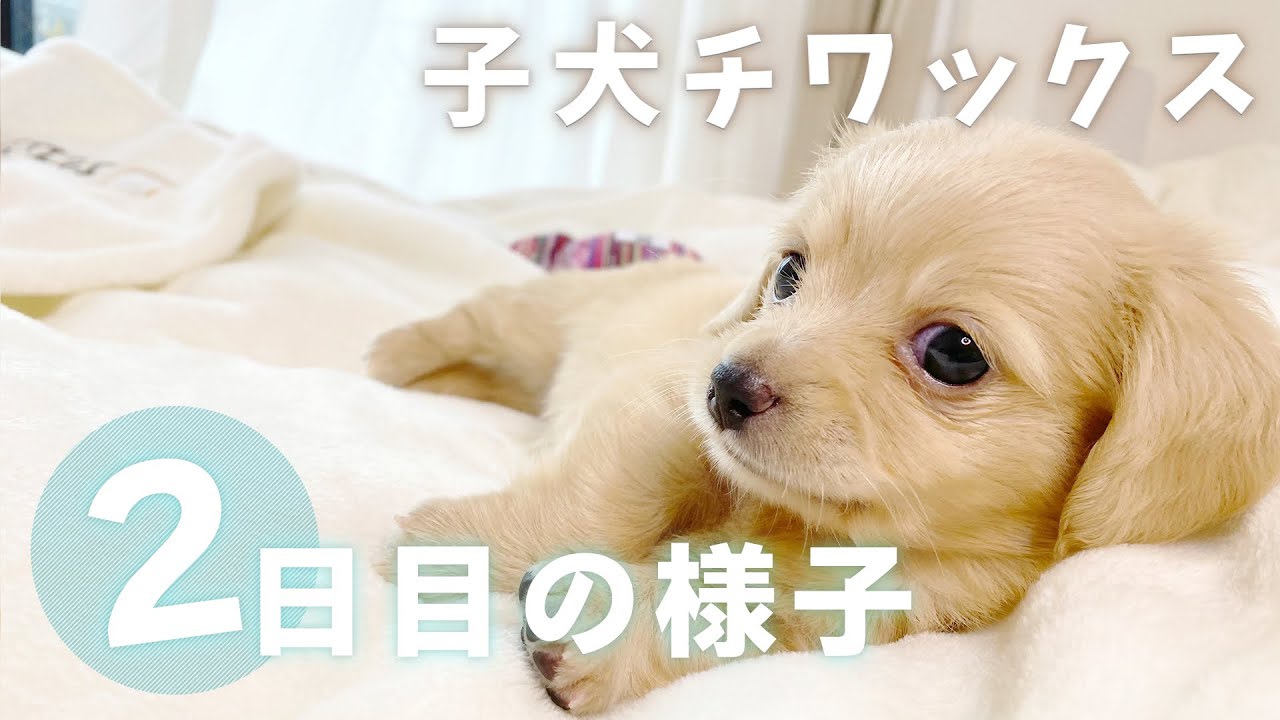 チワックス子犬がお家にやってきた カメラが大好き Youtube