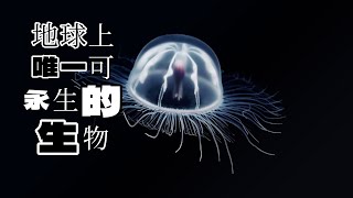 灯塔水母到底有多神奇：永生之谜的探索