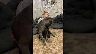 Дочка в гости приехала- все счастливы 🥰🥰🥰#tttt #канекорсо #canecorso #canecorsoitaliano #cane