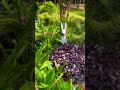 Calla lilies &amp; purple clover 🌿#garden #cottagegarden #gardendesign #flowers #iamwoman