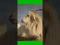 تعرف على ماعز كشمير 