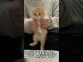 🐱子猫のダンス特訓！ #cat #kitten #猫 #子猫 #ねこ #こねこ #shorts #猫のいる暮らし