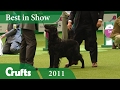 Flat Coated Retriever Wins Best In Show at Crufts 2011 | Crufts Dog Show