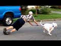 Funny cats and dogs video #15 🤣